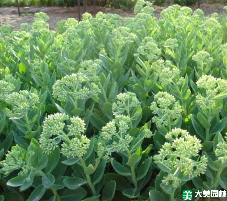 八寶景天