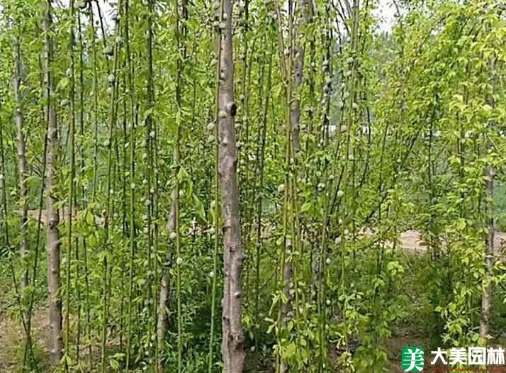 垂梅