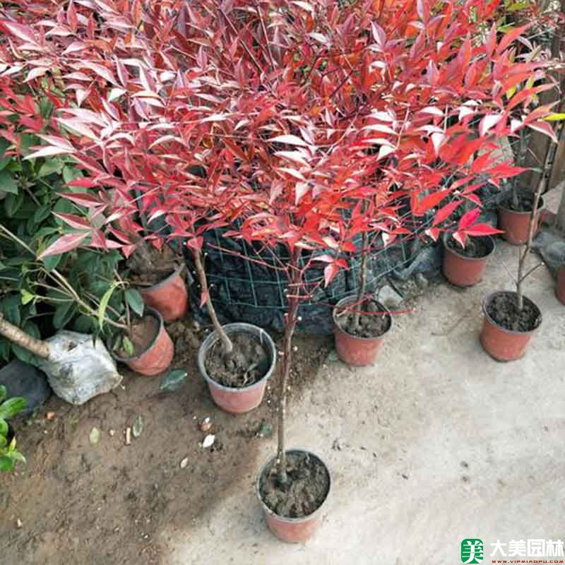 紅天竹