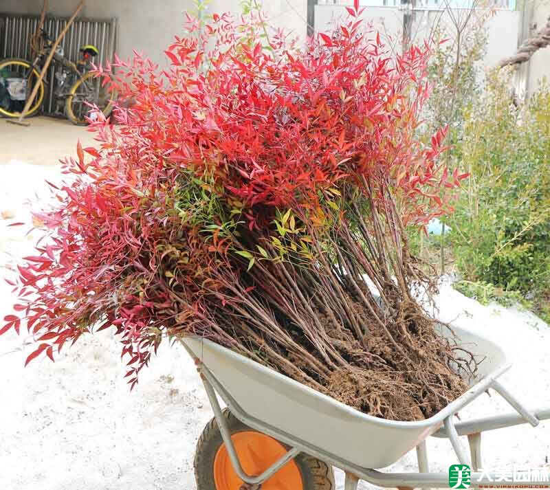 紅天竹