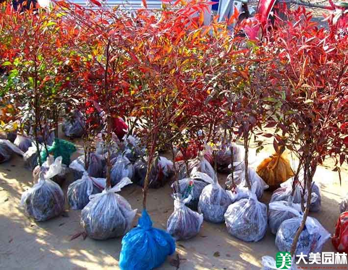 紅天竹
