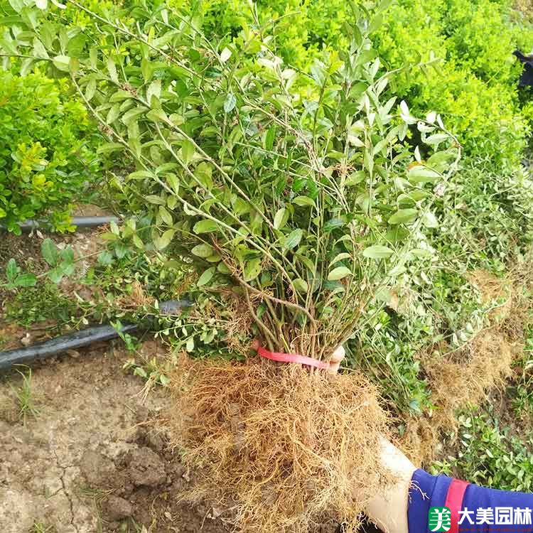 大(dà)葉扶芳藤
