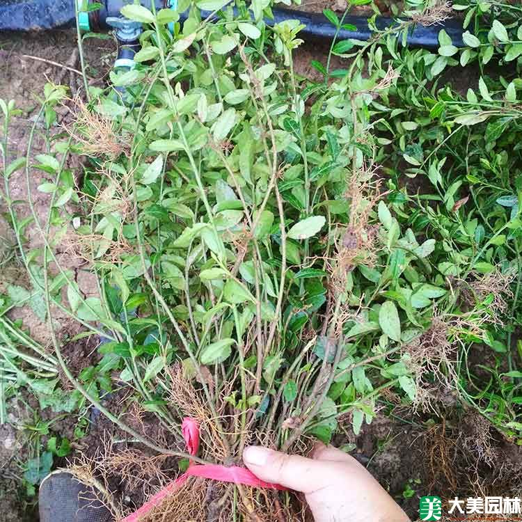 大(dà)葉扶芳藤