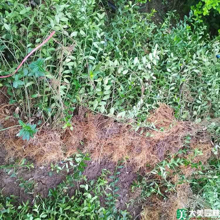 大(dà)葉扶芳藤