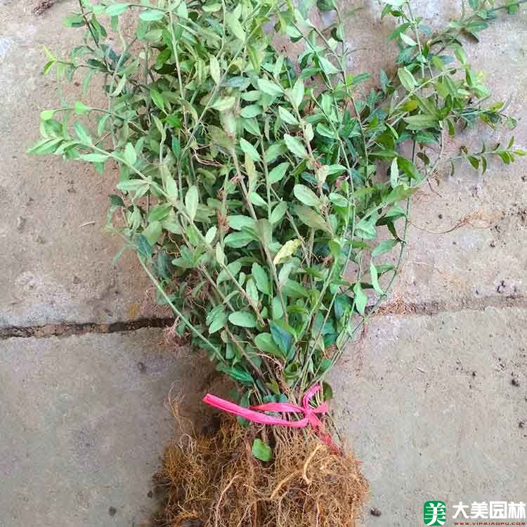 大(dà)葉扶芳藤