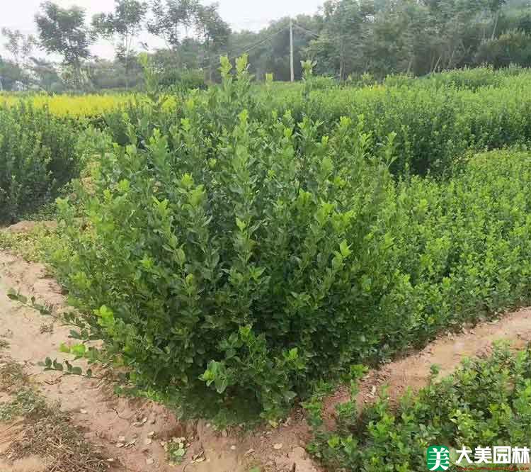 大(dà)葉扶芳藤