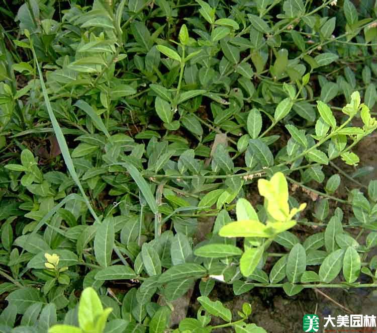 大(dà)葉扶芳藤