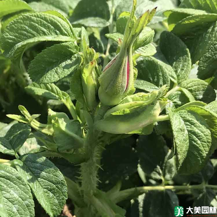 大(dà)馬士革玫瑰