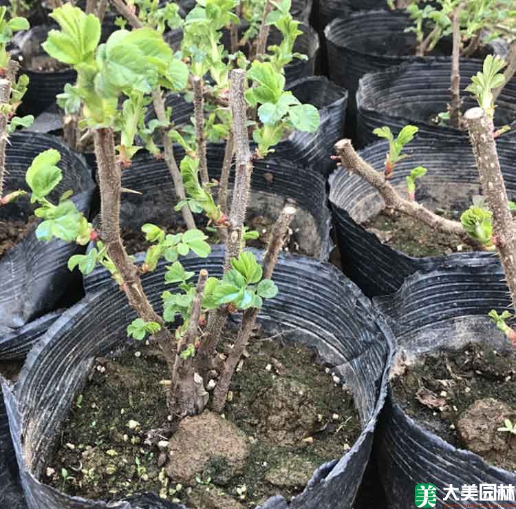 大(dà)馬士革玫瑰