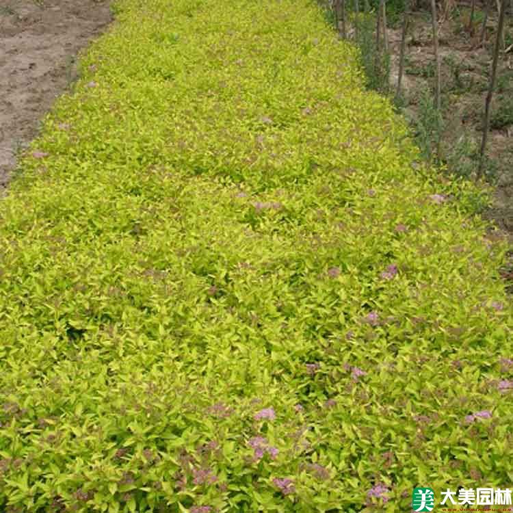 金焰繡線菊