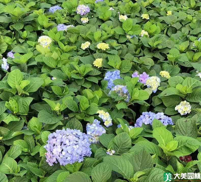 紫陽花