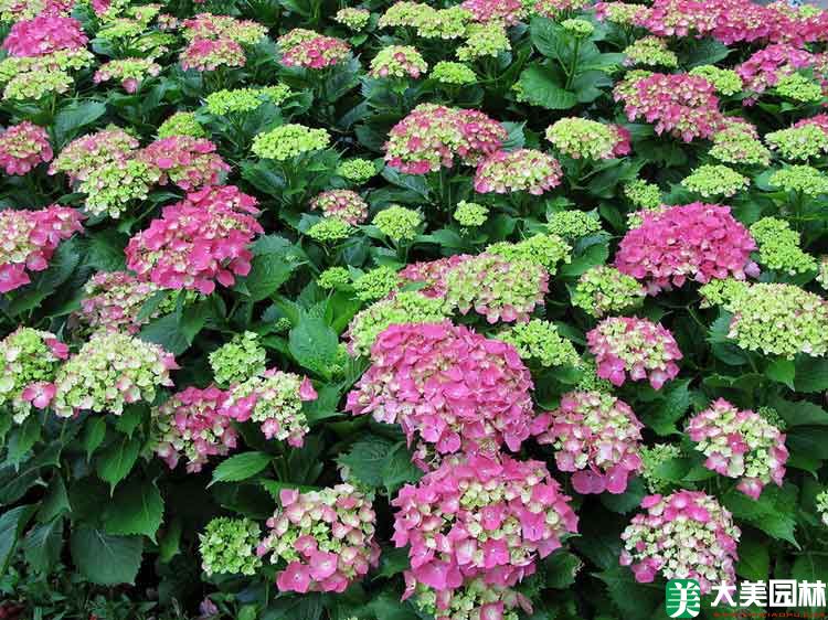 紫陽花
