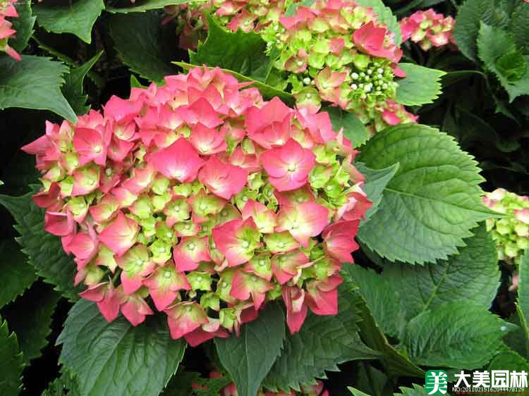 紫陽花