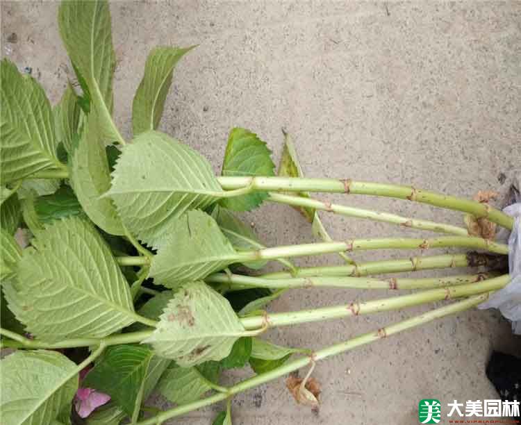 紫陽花