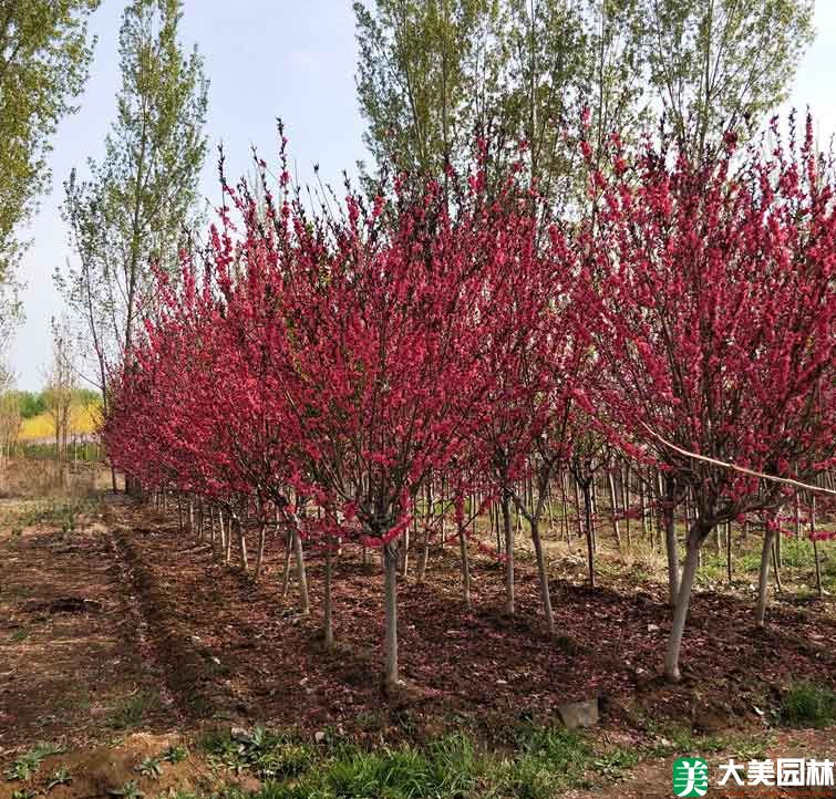紅葉桃