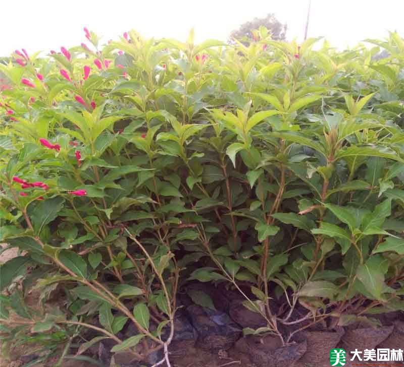 錦帶花