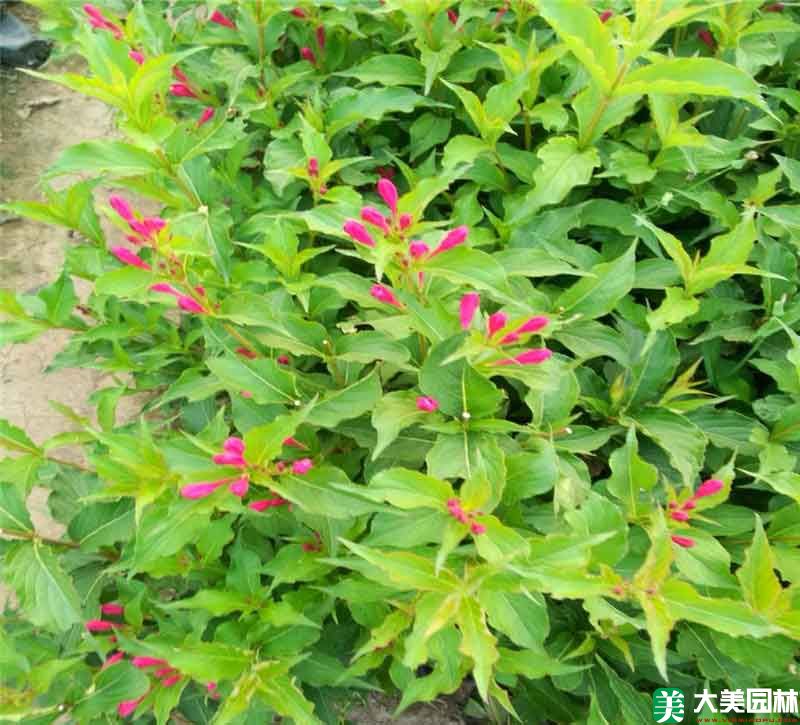 錦帶花