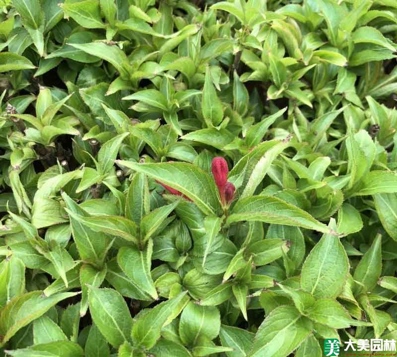 錦帶花