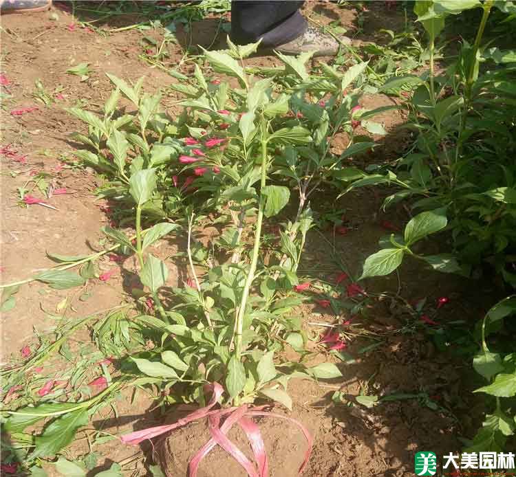 錦帶花