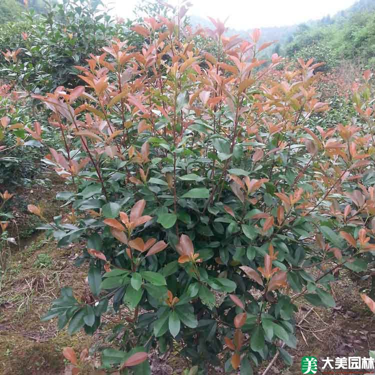 紅葉女貞
