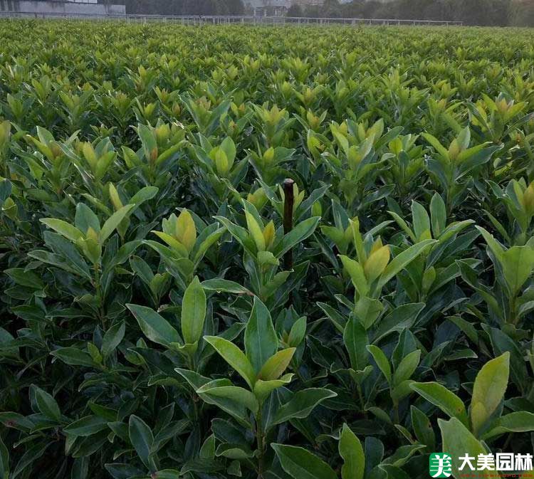 長沙适合種什麽樹