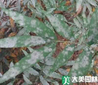 白粉病對十大(dà)功勞的(de)危害