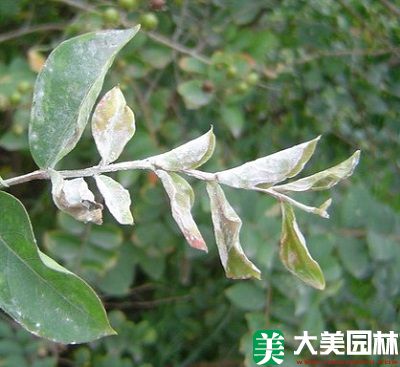 白粉病對紫薇新生枝葉的(de)危害