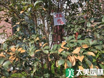 桂花上(shàng)的(de)枝枯病