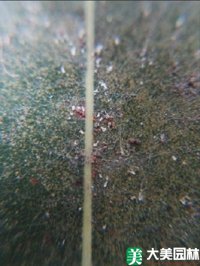 紅蜘蛛對香樟葉片的(de)危害
