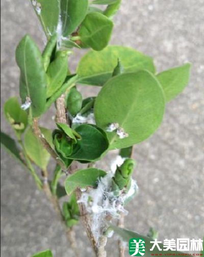 榕木虱對小葉榕的(de)危害 