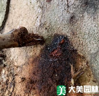 星天牛産卵孵化期