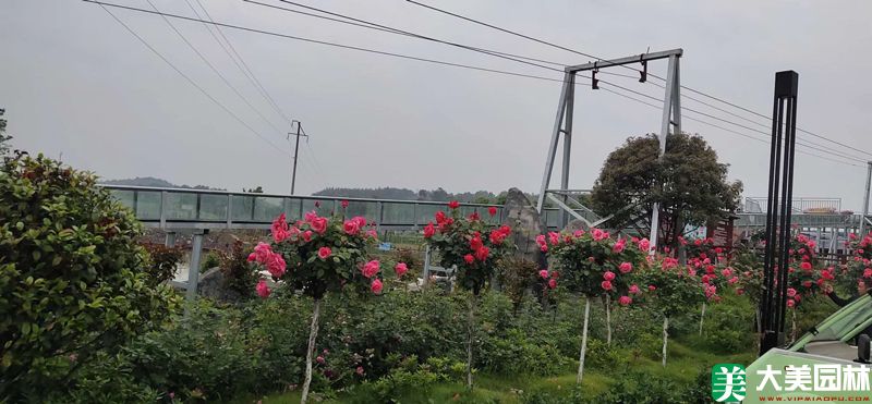 綠化苗木種植