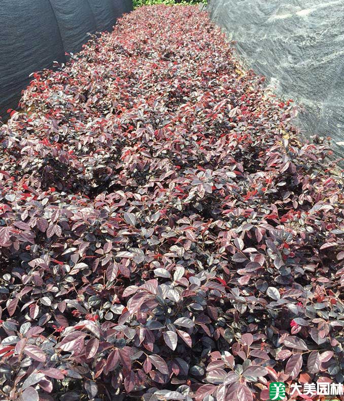 紅花繼木