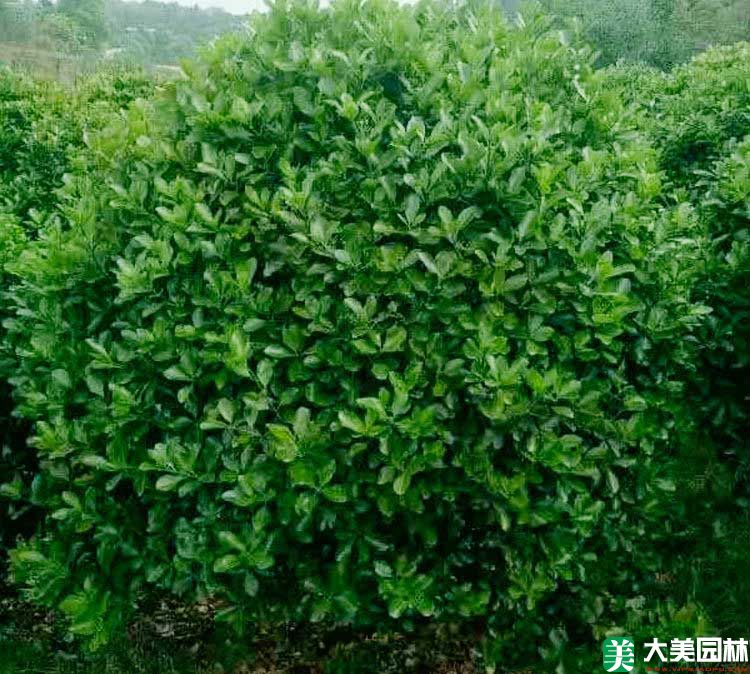 黃楊球