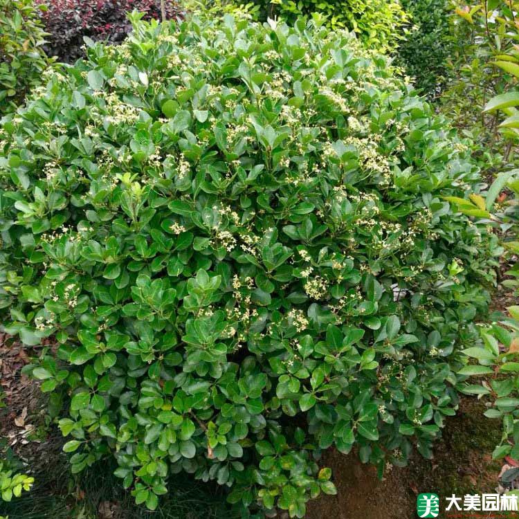 黃楊球