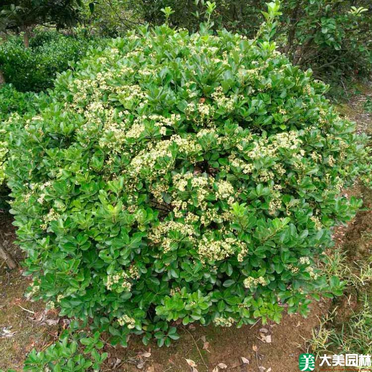 黃楊球