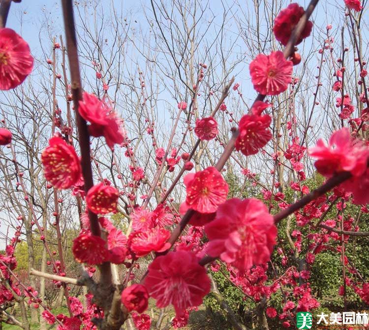 骨裏紅梅