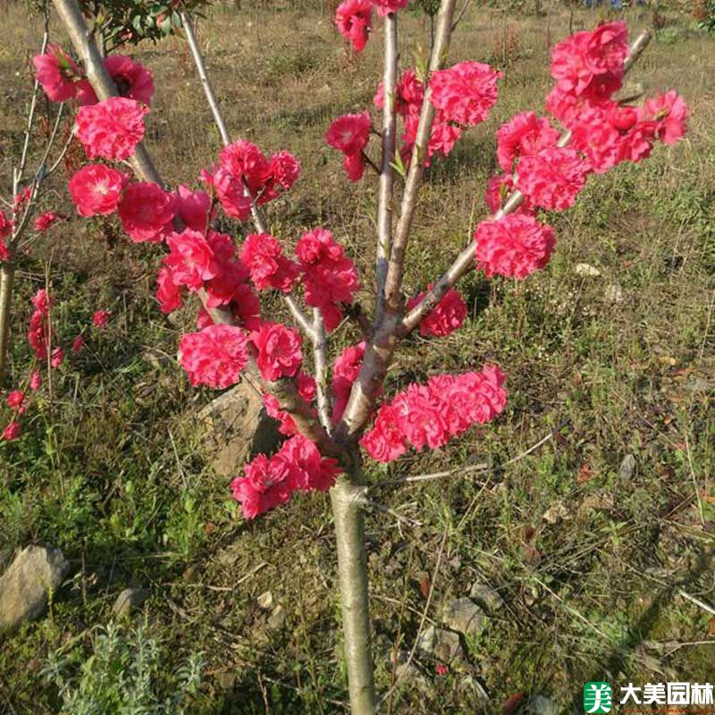 骨裏紅梅