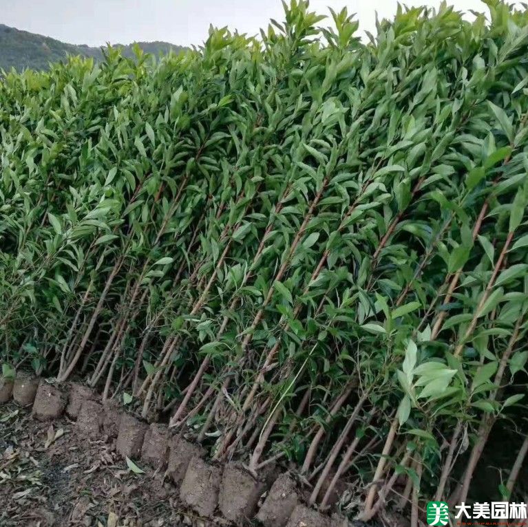 法國(guó)冬青