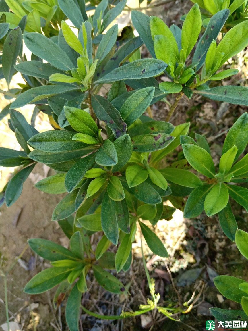 毛葉杜鵑