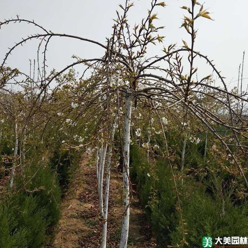 垂枝櫻
