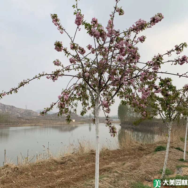 垂枝櫻