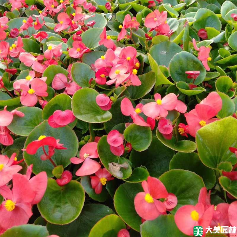大(dà)花海棠