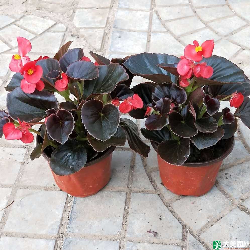 大(dà)花海棠
