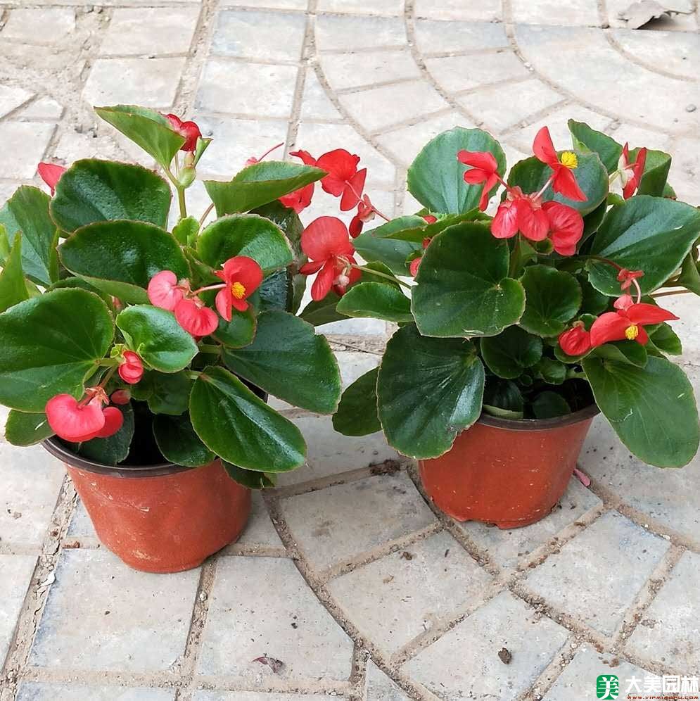 大(dà)花海棠