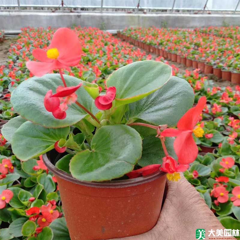 大(dà)花海棠