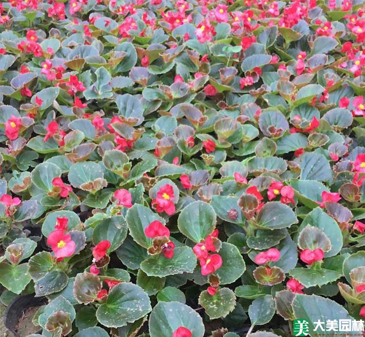 大(dà)花海棠
