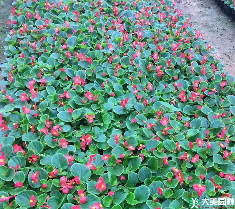 大(dà)花海棠