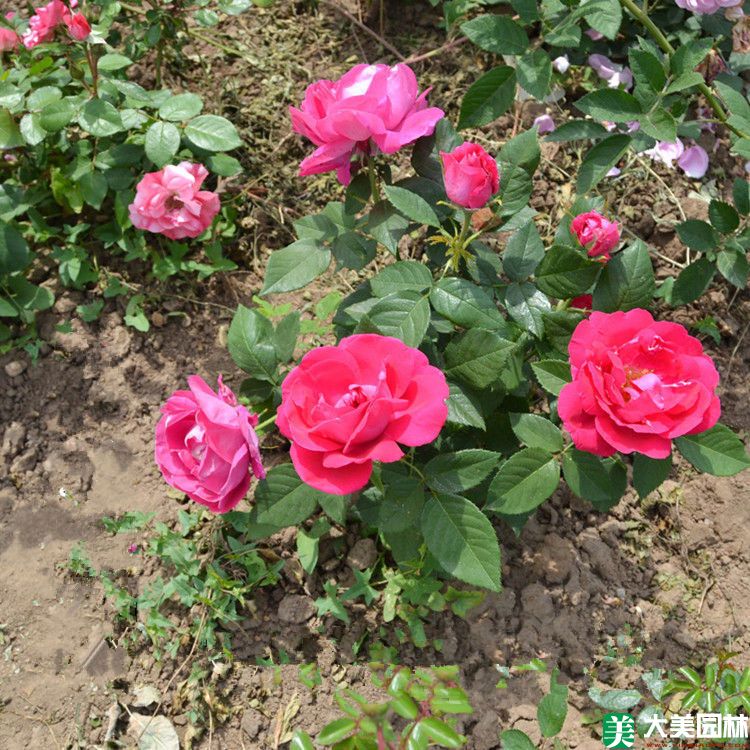 大(dà)花月季