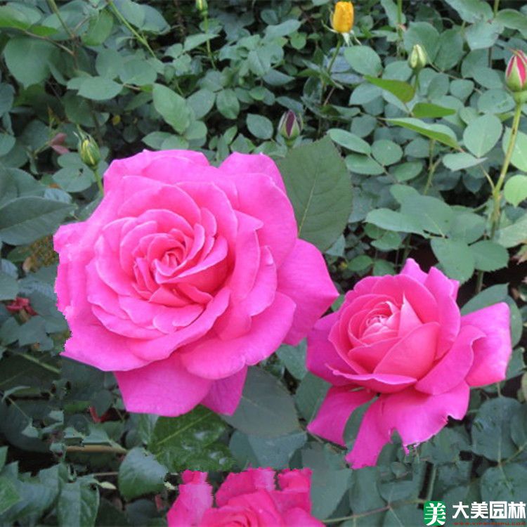 大(dà)花月季
